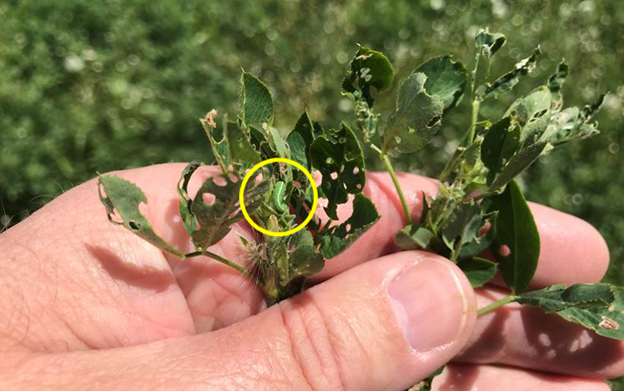 Alfalfa weevil (yellow circle) 